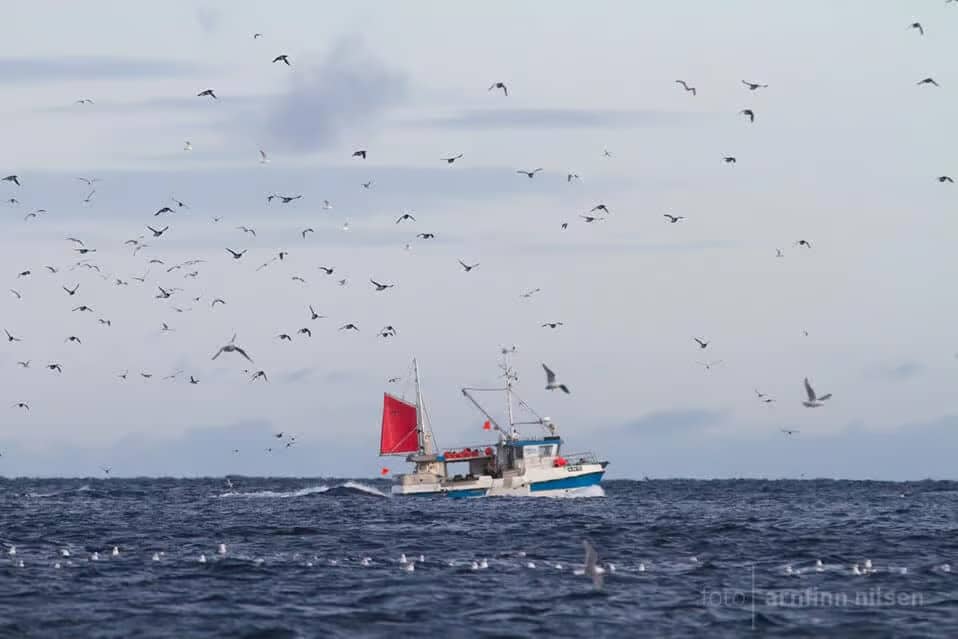 Gruvedrift truer Norges havområder: NMF advarer mot økt forurensning og matsvikt 1