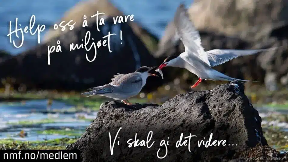 Vi har sagt det i tretti år: Nå sier det seg selv. 1