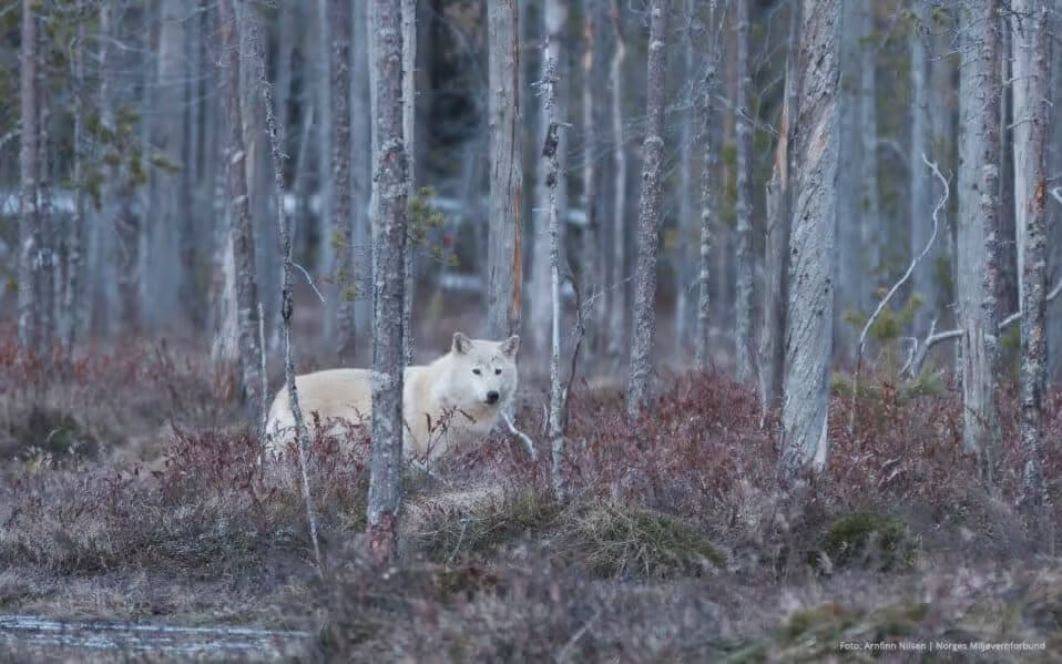 Norske rovdyr trues: Politikeres forslag om å redusere bestandsmål vekker bekymring 2