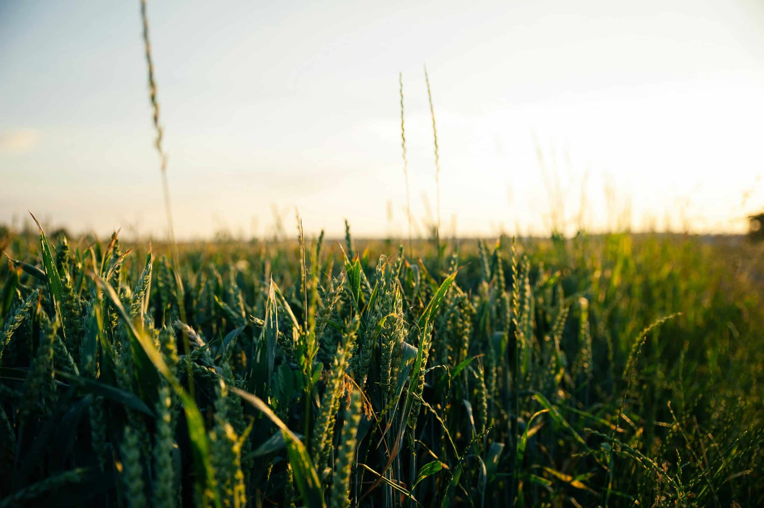 Crispr mot klimaendringer: Etikkrapport støtter bruk av moderne genteknologi i miljøet 2