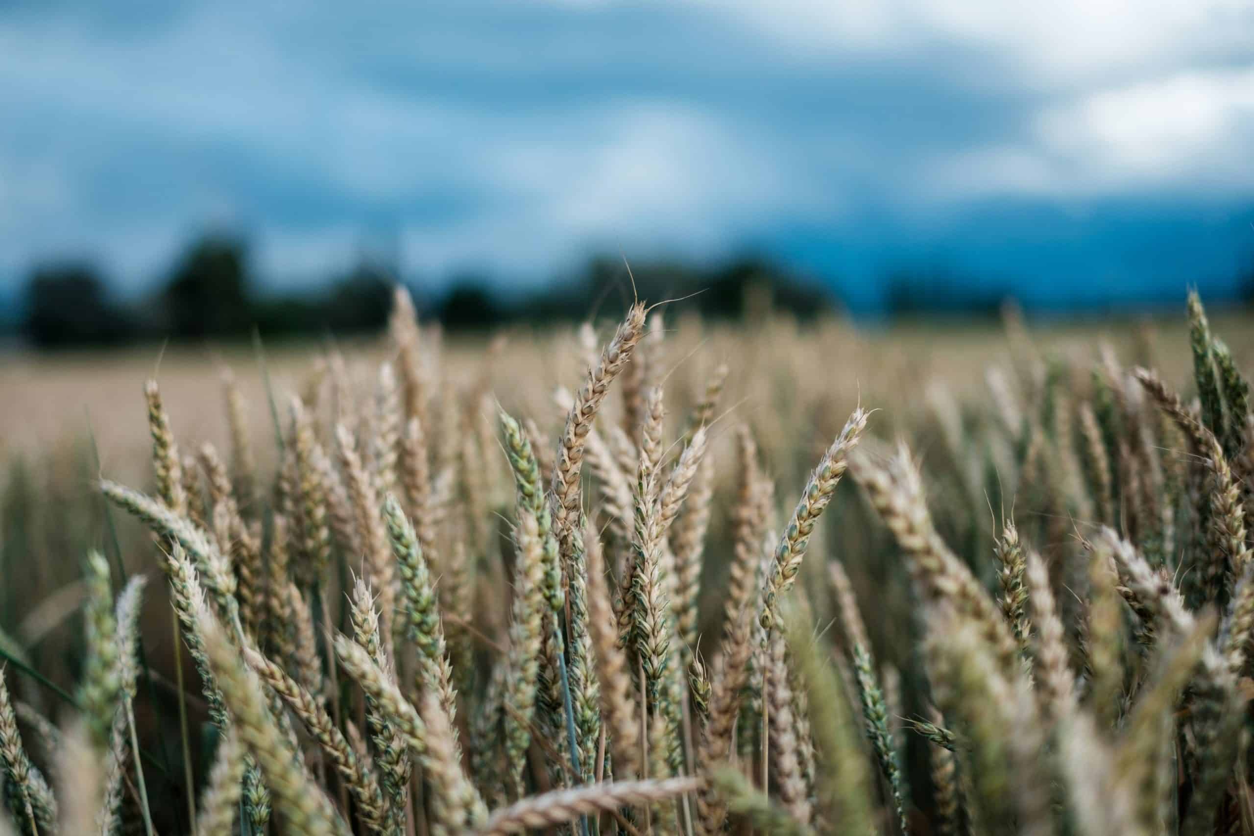 Antibiotikaresistens i GMO-avlinger: En økende bekymring 1