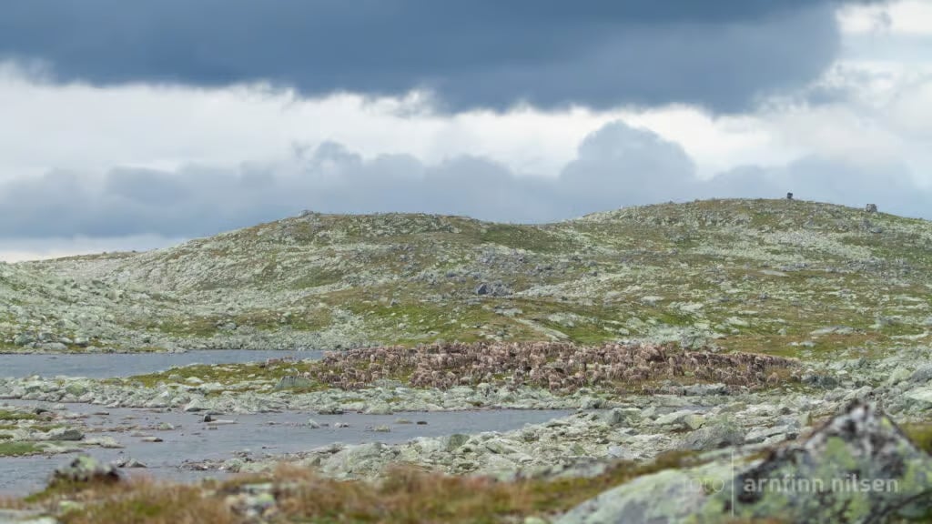 Miljøseier for Villreinen på Hardangervidda – Ny Anmeldelse etter Sjokkerende avsløring 2