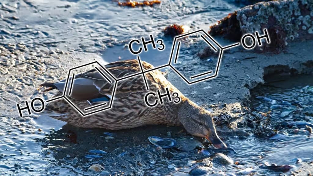 Bisfenol A og mikroplast er et miljøproblem på nivå med klimakrisen 78