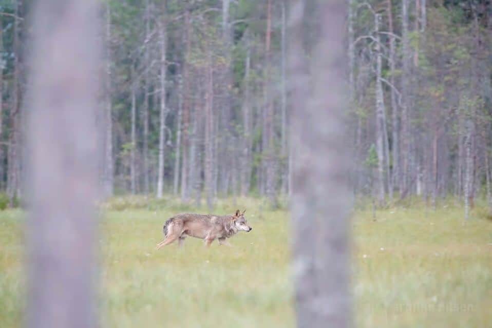 Er ulvebestanden i Norge gjenstand for faktisk naturforvaltning eller en bevisst strategi for utryddelse? 2