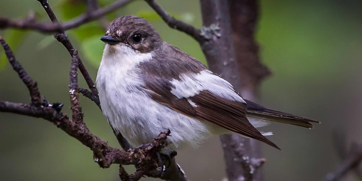 Hvordan bygge fuglekasser - miljøvennlig krigføring mot insekter 3