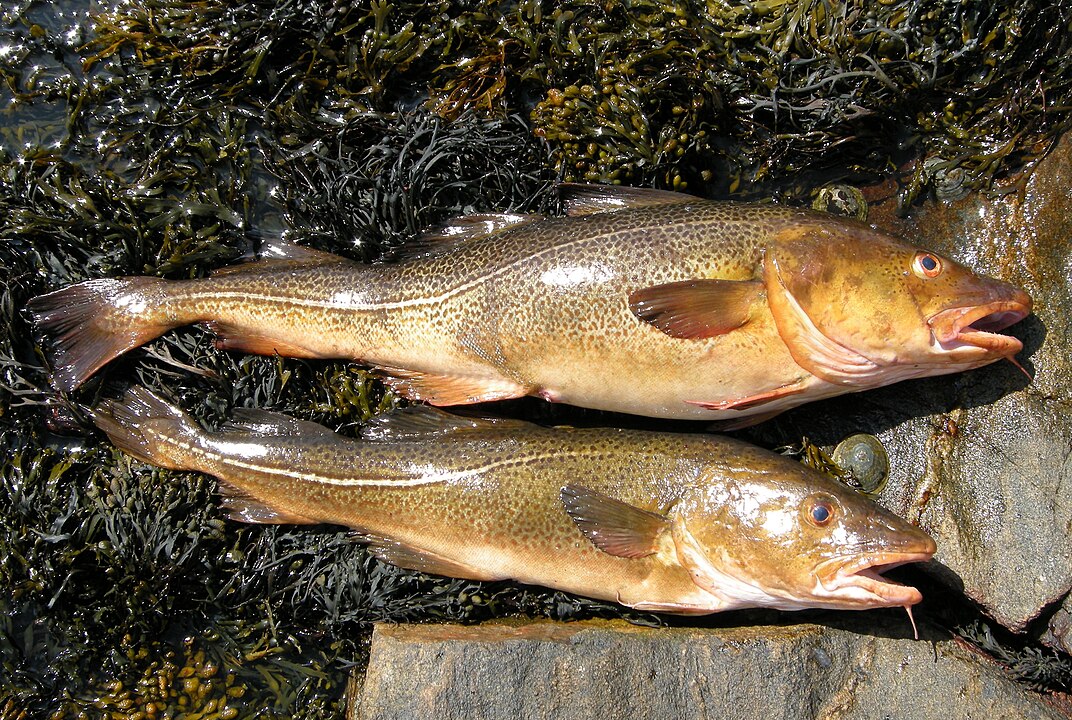 Torsk fra fiske