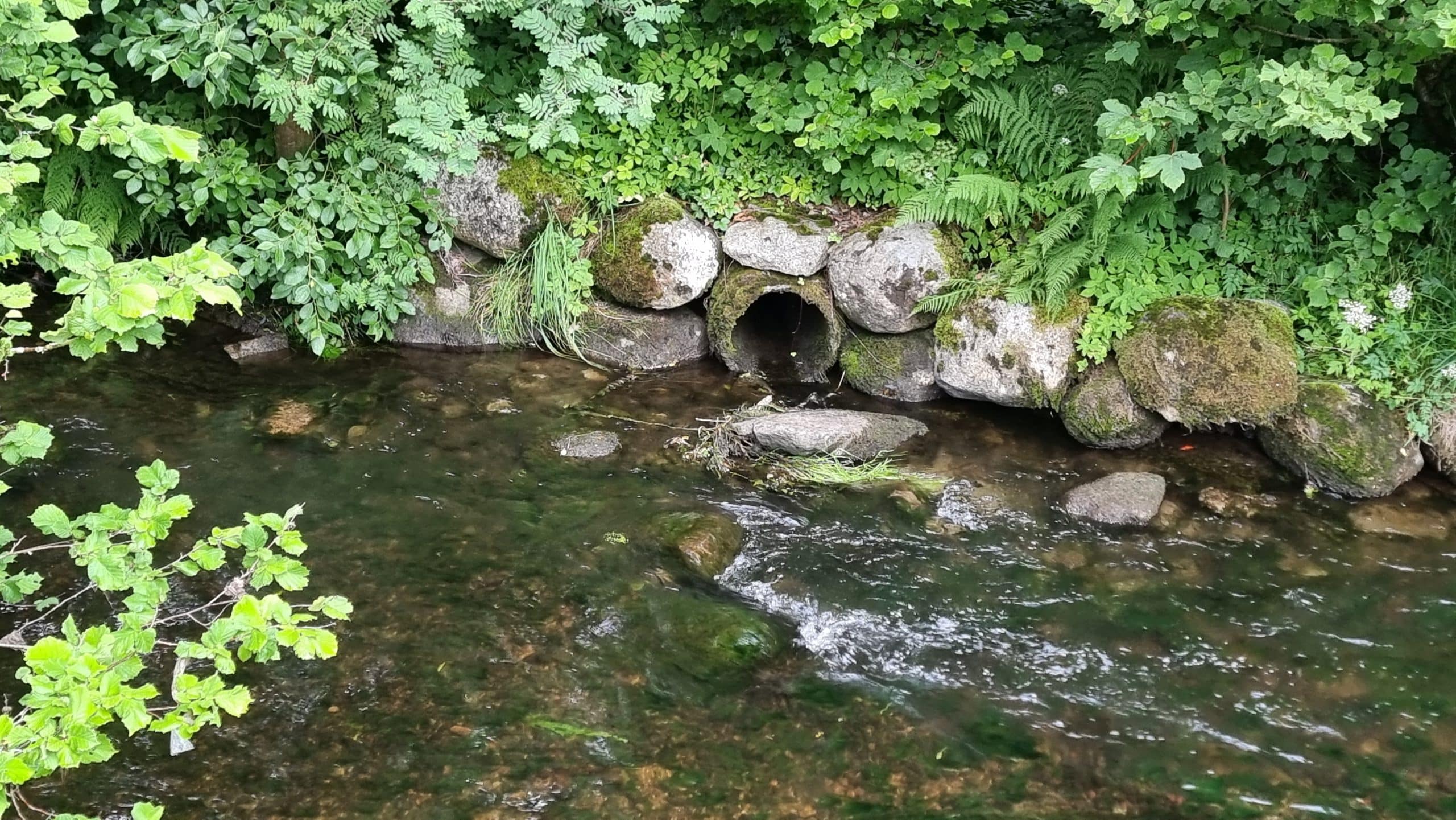 Gjentatte utslipp i Storåna i Sandnes: Massedød av fisk og alvorlig forurensning 2