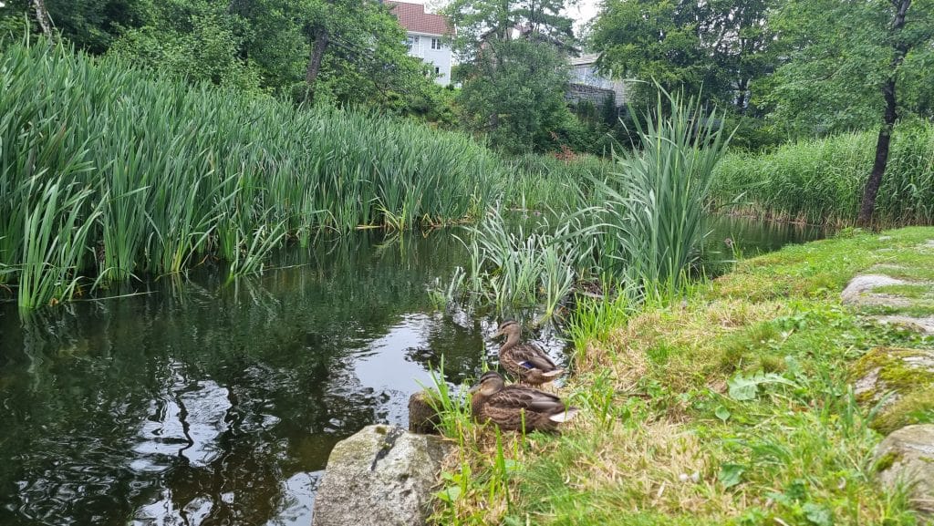 Gjentatte utslipp i Storåna i Sandnes: Massedød av fisk og alvorlig forurensning 70