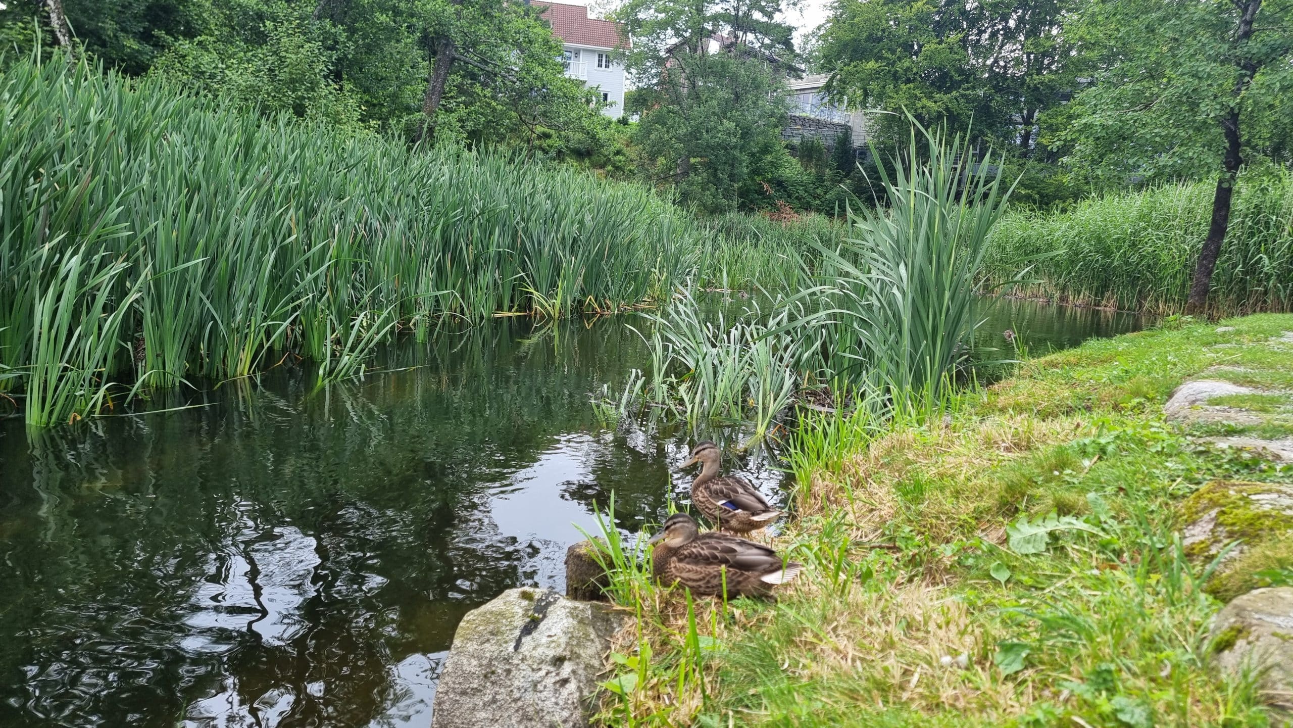 Gjentatte utslipp i Storåna i Sandnes: Massedød av fisk og alvorlig forurensning 1
