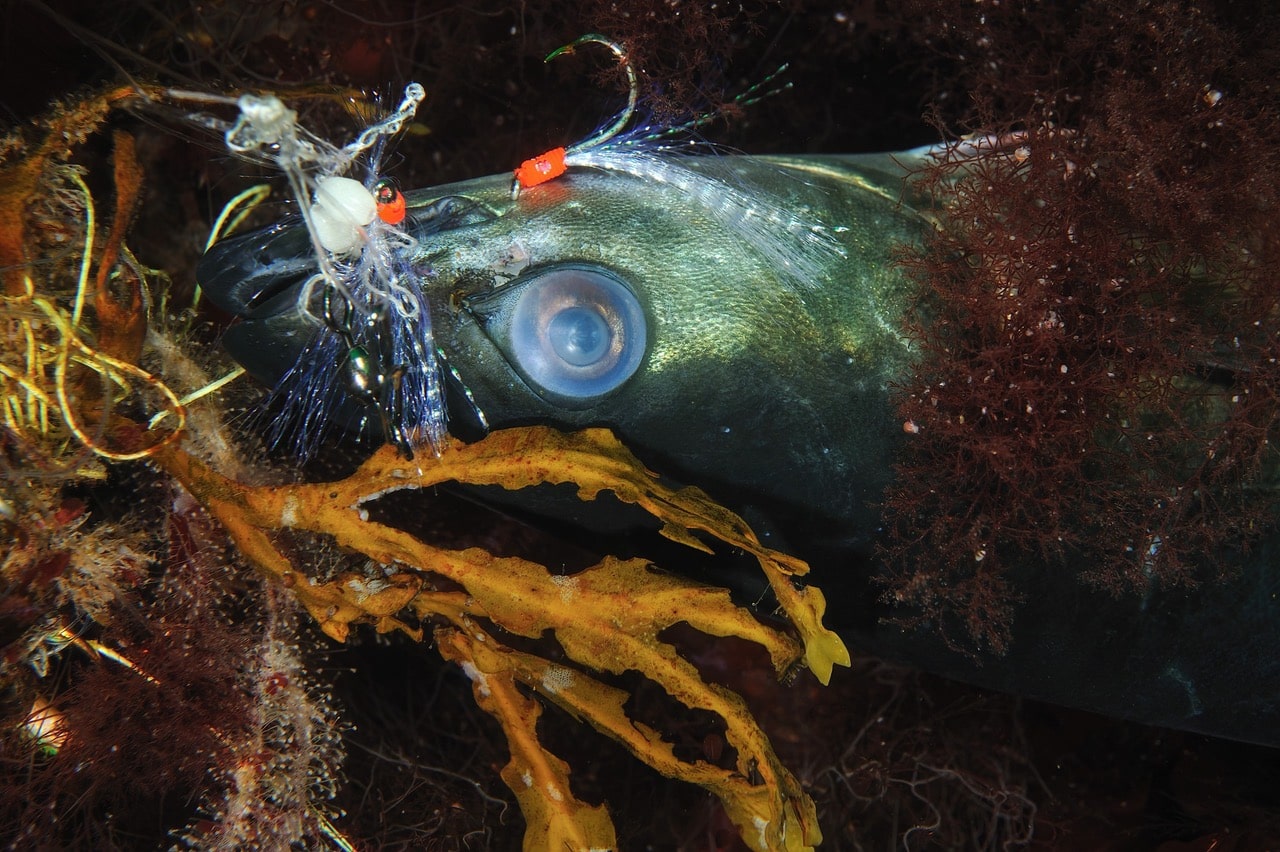 Saltstraumen og vernet som svikter et unikt økosystem 2