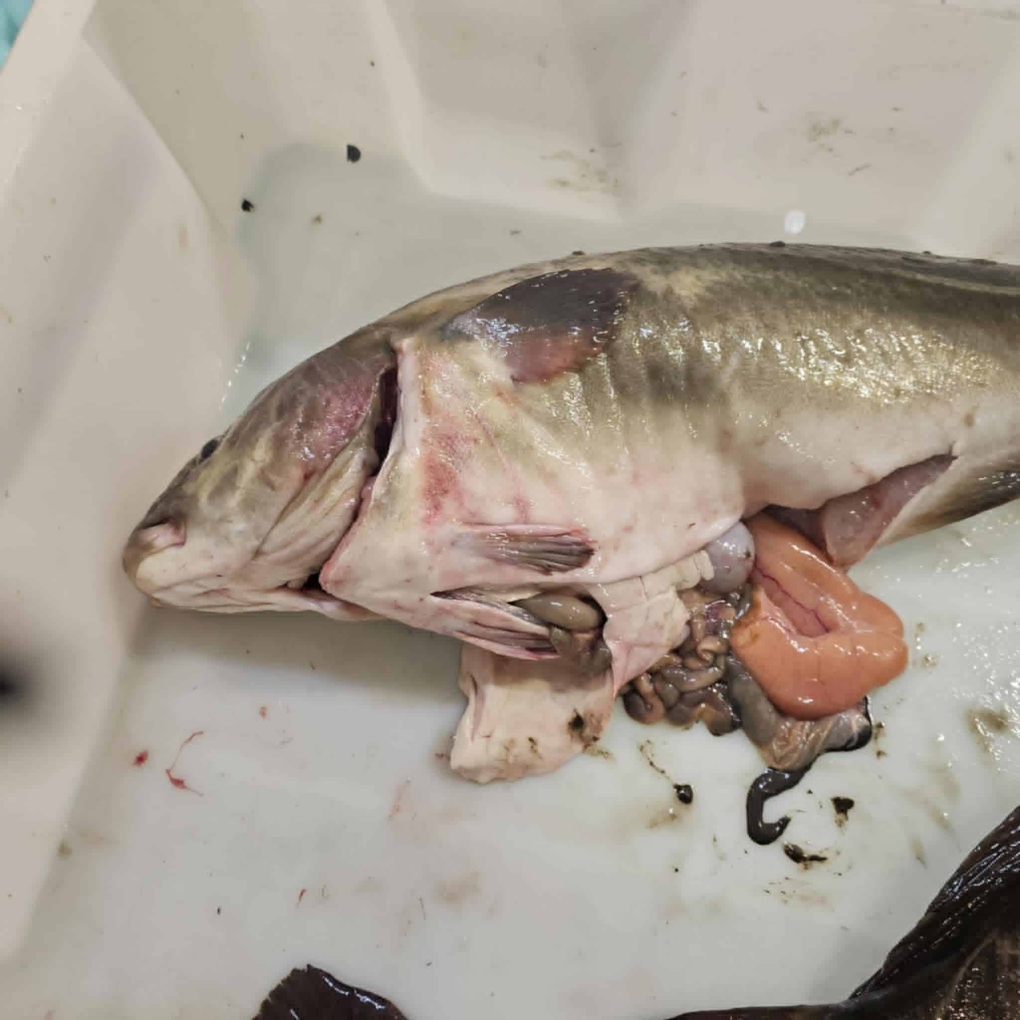 NMF anmelder nok engang rømming av torsk 2