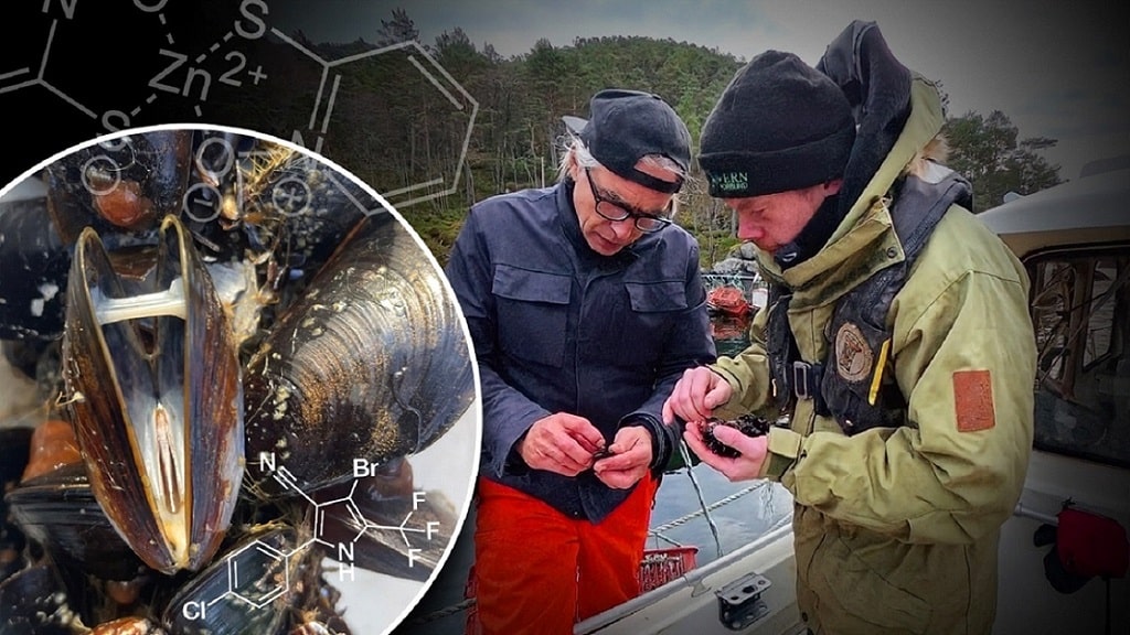 Oppdrett knyttes til dødelig påvirkning på marint liv - Alvorlige miljøskader i Lysefjorden 16