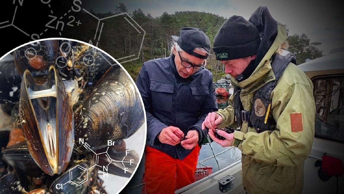 Oppdrett knyttes til dødelig påvirkning på marint liv - Alvorlige miljøskader i Lysefjorden 1
