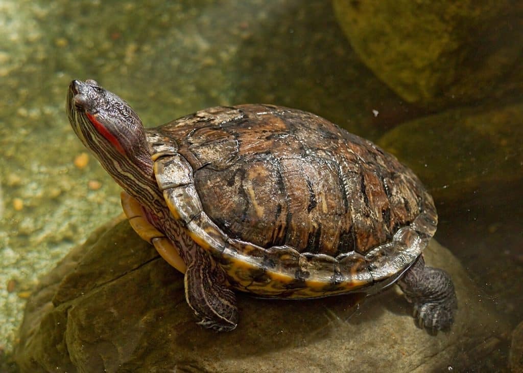 Dusør på rødøreterrapin: Fremmede arter truer norsk natur 3