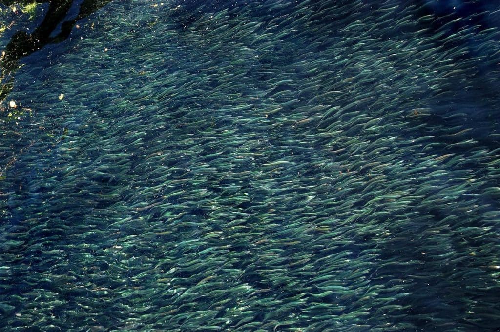 Små skapninger, stor krise: Derfor må raudåte, krill, tobis, lodde og brisling fredes nå 2
