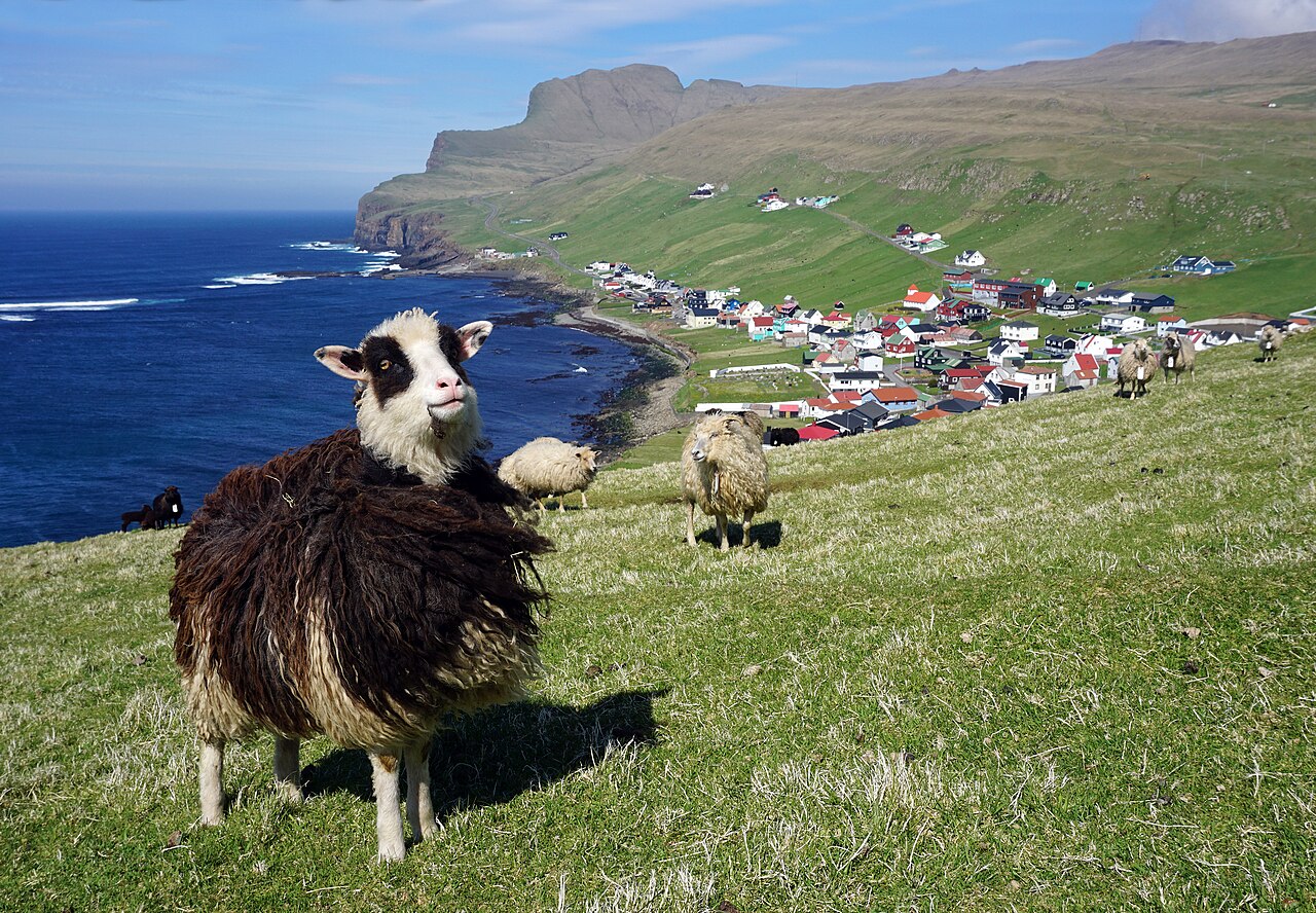 Sau