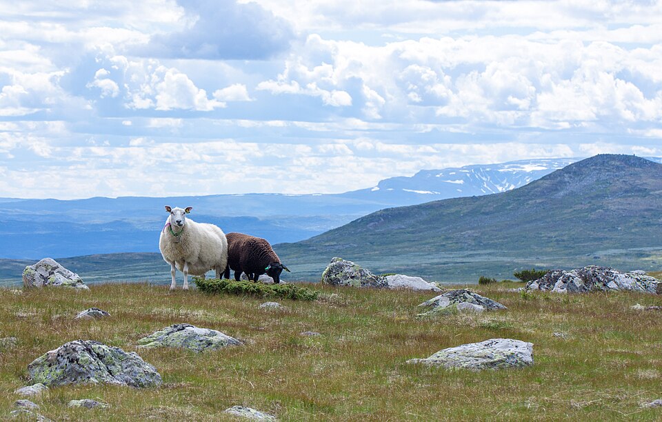 Søppelbål